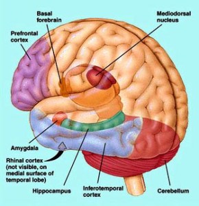 Cervello di un adulto